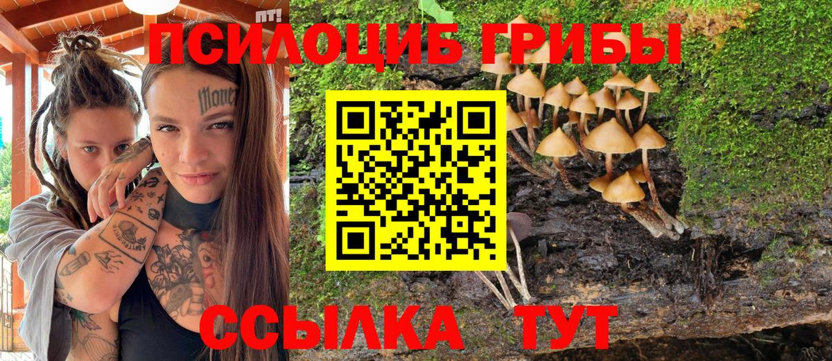 Галлюциногенные грибы Psilocybine cubensis Череповец